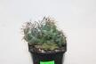 Coryphantha greenwoodii FO 183 Cumbres de Acultzingo BIG (3)