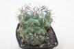 Coryphantha greenwoodii FO 183 Cumbres de Acultzingo BIG (4)