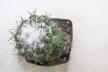Coryphantha greenwoodii FO 183 Cumbres de Acultzingo BIG (5)