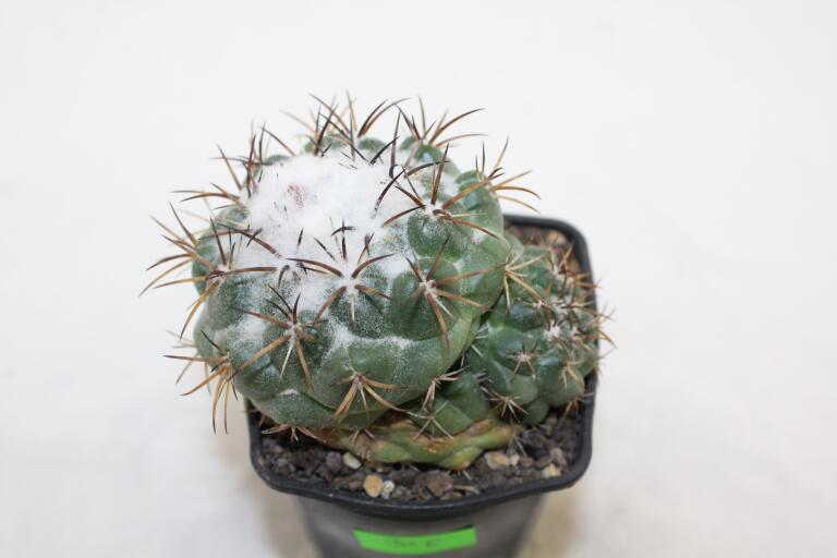 Coryphantha greenwoodii FO 183 Cumbres de Acultzingo BIG