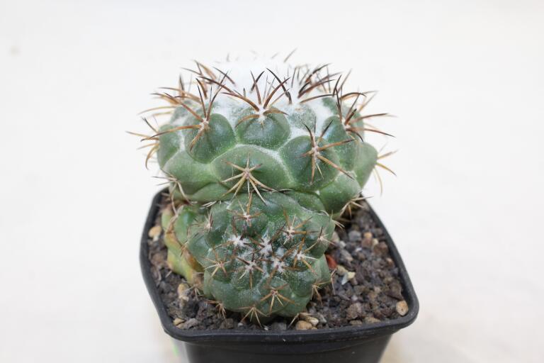 Coryphantha greenwoodii FO 183 Cumbres de Acultzingo BIG (2)