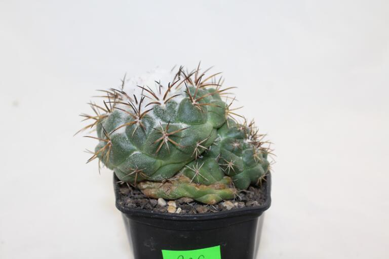 Coryphantha greenwoodii FO 183 Cumbres de Acultzingo BIG (3)