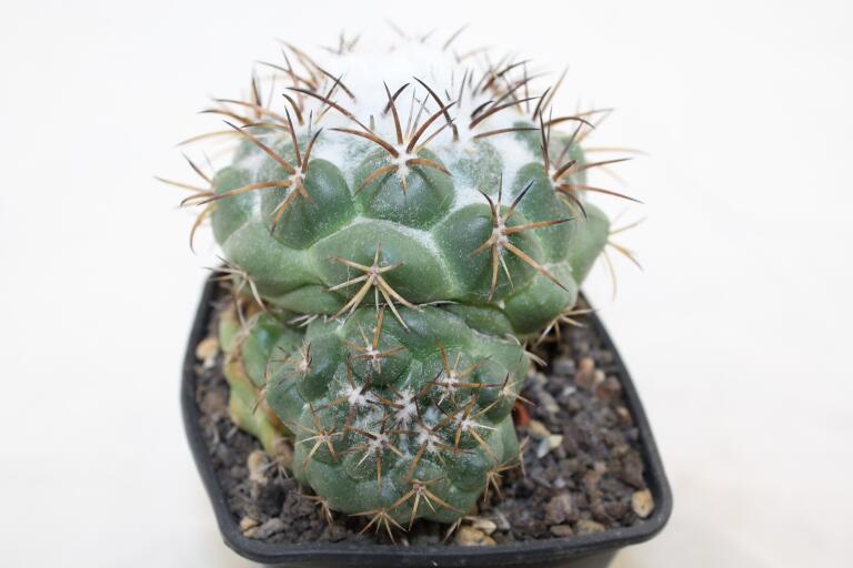 Coryphantha greenwoodii FO 183 Cumbres de Acultzingo BIG (4)