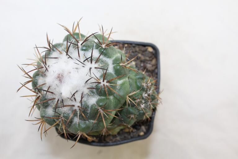 Coryphantha greenwoodii FO 183 Cumbres de Acultzingo BIG (5)
