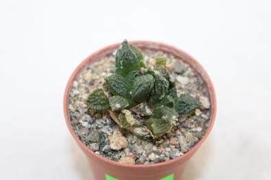 Ariocarpus fissuratus Two Heads 