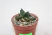 Ariocarpus fissuratus Two Heads  (2)