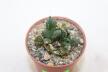 Ariocarpus fissuratus Two Heads 