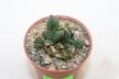 Ariocarpus fissuratus Two Heads  (3)