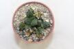 Ariocarpus fissuratus Two Heads  (4)