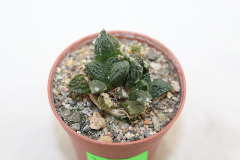 Ariocarpus fissuratus Two Heads  (3)