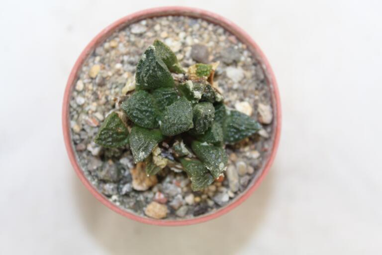 Ariocarpus fissuratus Two Heads  (4)