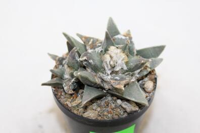 Ariocarpus retusus Two Heads 