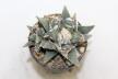 Ariocarpus retusus Two Heads  (2)