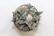 Ariocarpus retusus Two Heads  (3)