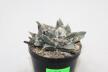 Ariocarpus retusus Two Heads  (4)
