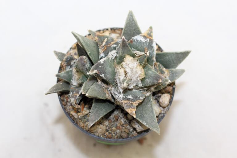 Ariocarpus retusus Two Heads  (2)