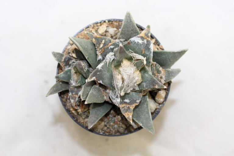 Ariocarpus retusus Two Heads  (3)