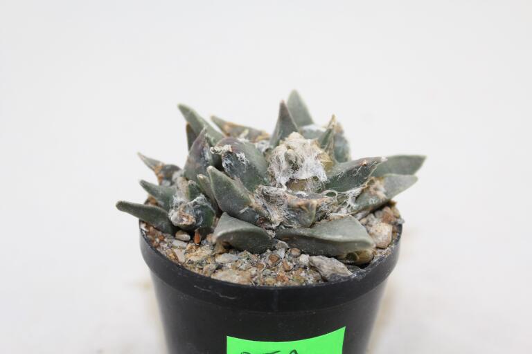 Ariocarpus retusus Two Heads  (4)