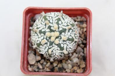 Astrophytum asterias superkabuto V - TYPE