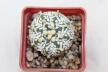 Astrophytum asterias superkabuto V - TYPE