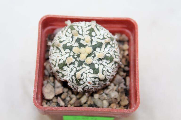 Astrophytum asterias superkabuto V - TYPE (3)