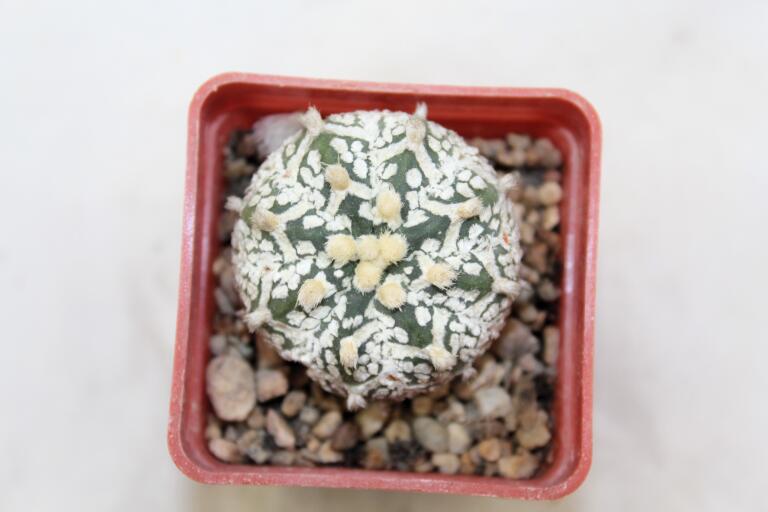 Astrophytum asterias superkabuto V - TYPE (2)