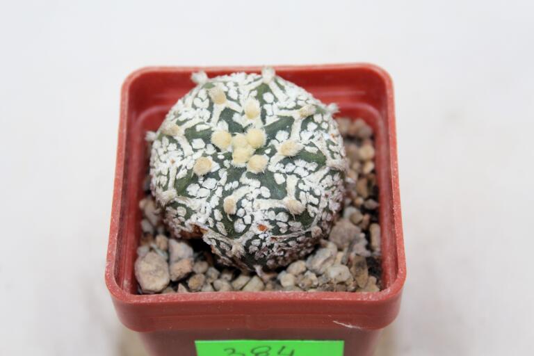 Astrophytum asterias superkabuto V - TYPE (4)