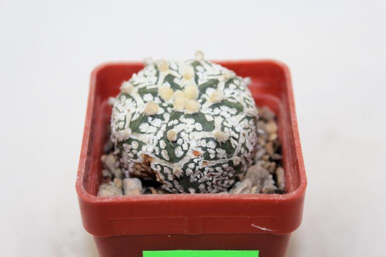 Astrophytum asterias superkabuto V - TYPE (5)