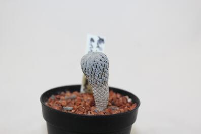 Pelecyphora aselliformis RS 550 