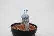 Pelecyphora aselliformis RS 550 