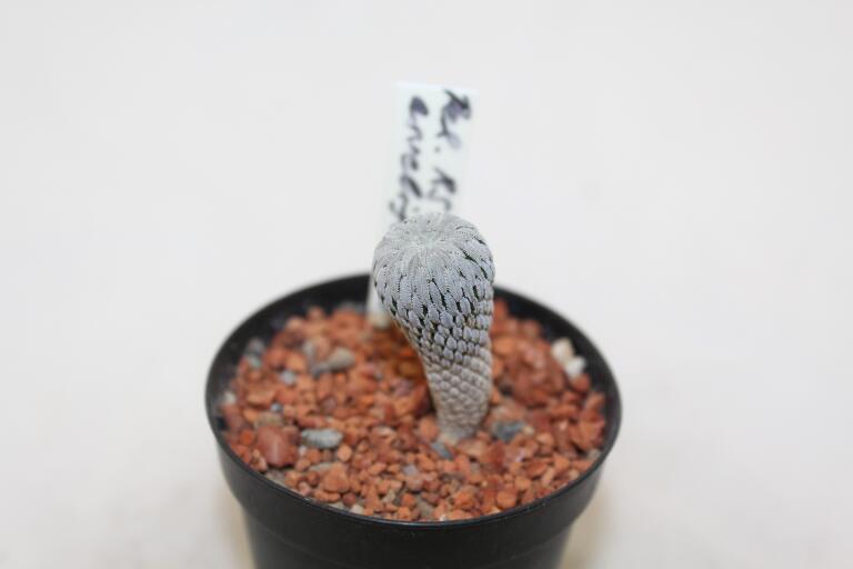 Pelecyphora aselliformis RS 550  (2)