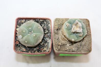 Lophophora koehresii and williamsii