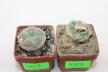 Lophophora koehresii and williamsii (3)