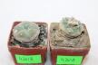 Lophophora koehresii and williamsii (2)
