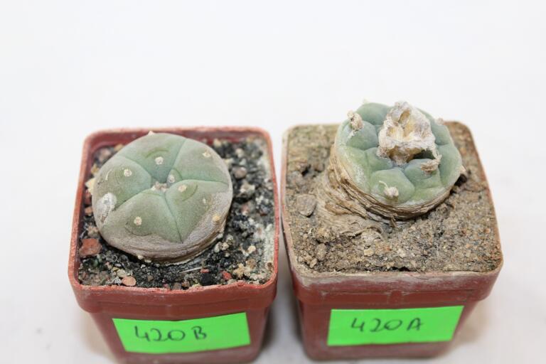 Lophophora koehresii and williamsii (3)