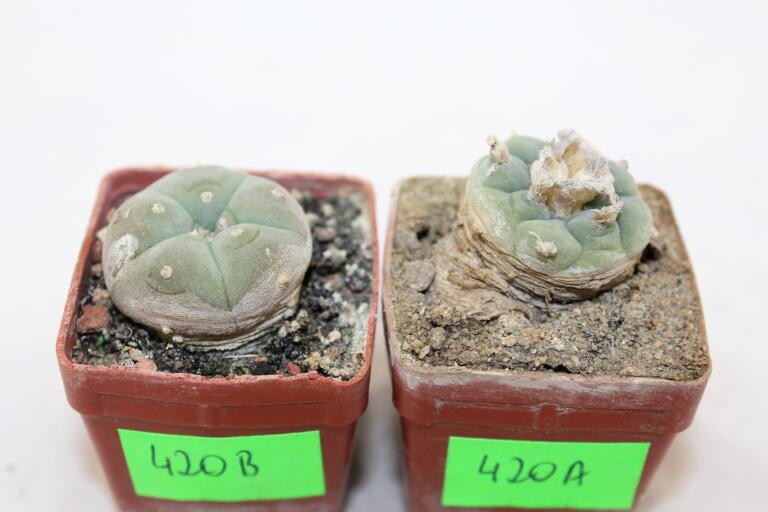 Lophophora koehresii and williamsii (2)