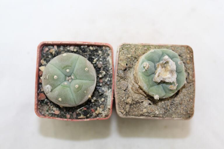 Lophophora koehresii and williamsii (4)