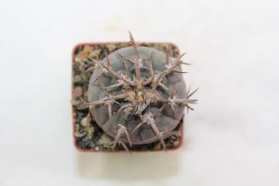Gymnocalycium spegazzinii v unguispinum 