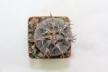 Gymnocalycium spegazzinii v unguispinum 