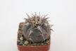 Gymnocalycium spegazzinii v unguispinum  (2)