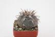Gymnocalycium spegazzinii v unguispinum  (3)