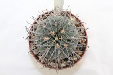Gymnocalycium spegazzinii LF 130