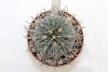 Gymnocalycium spegazzinii LF 130