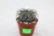 Gymnocalycium spegazzinii LF 130 (3)