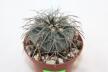 Gymnocalycium spegazzinii LF 130 (4)