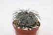 Gymnocalycium spegazzinii LF 130 (5)