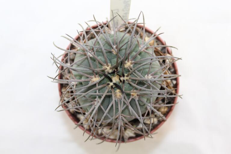 Gymnocalycium spegazzinii LF 130