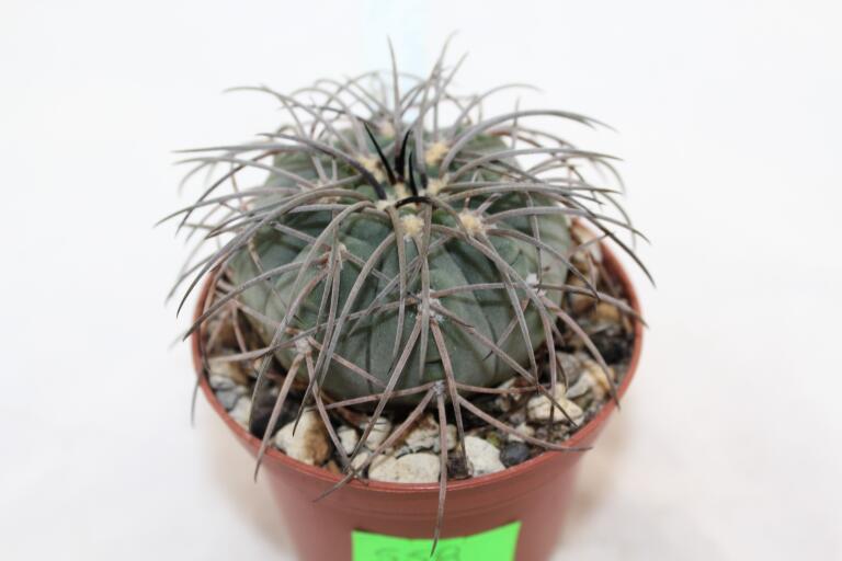 Gymnocalycium spegazzinii LF 130 (2)