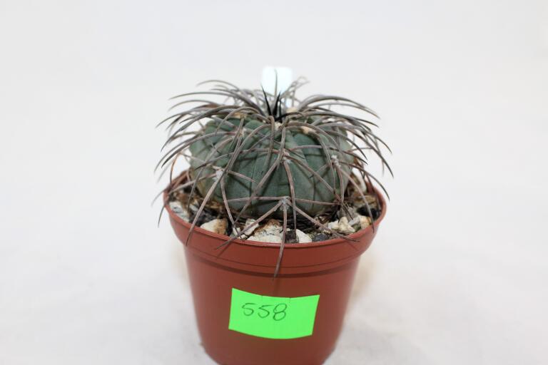 Gymnocalycium spegazzinii LF 130 (3)