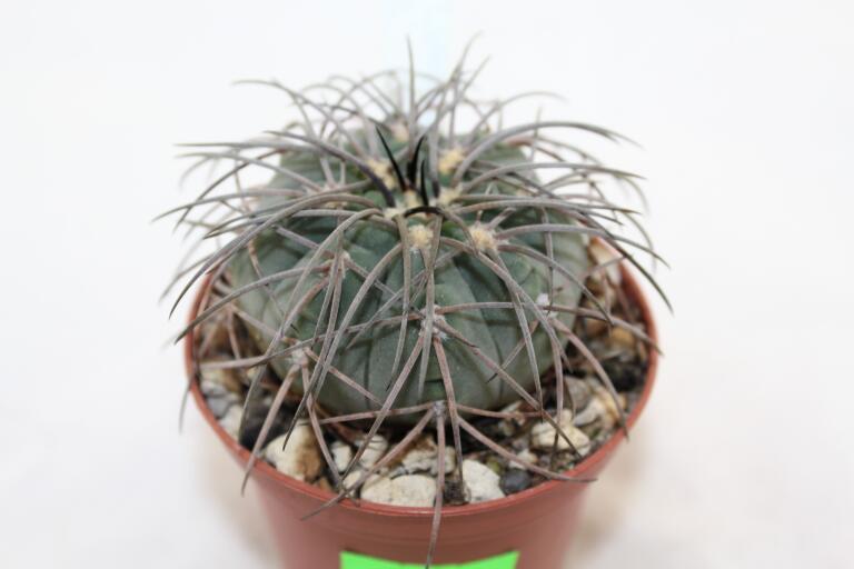 Gymnocalycium spegazzinii LF 130 (4)